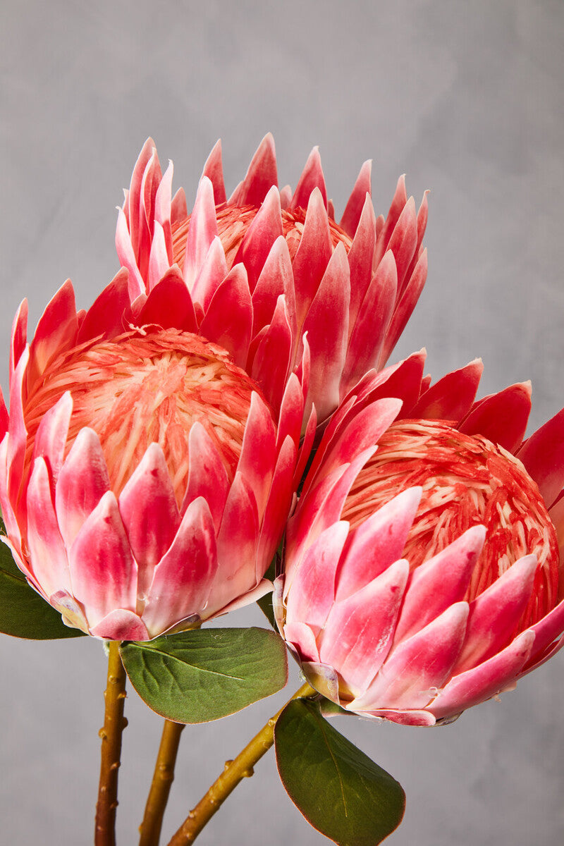 Fiori 62cm Protea Pink Stem
