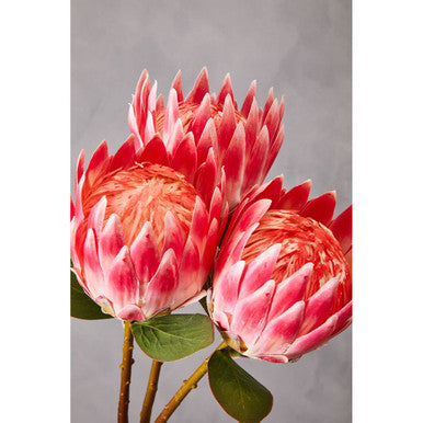 Fiori 62cm Protea Pink Stem