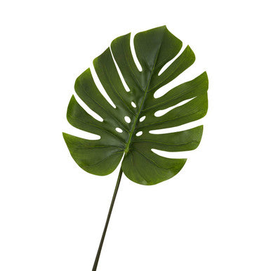 Fiori 109cm Green Stem Monstera Palm