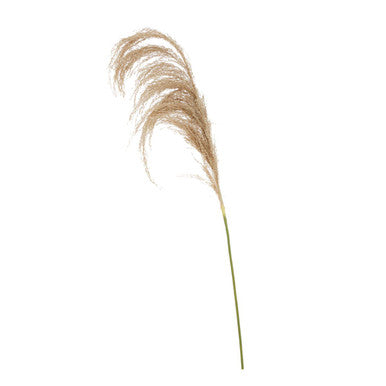 Fiori Natural Stem Pampas Grass - image 1