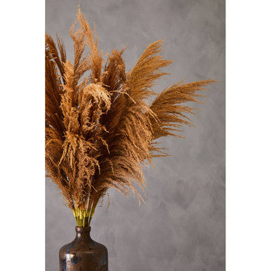 Fiori Natural Stem Pampas Grass - image 4