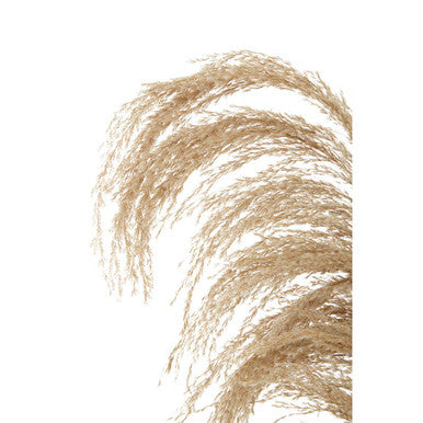 Fiori Natural Stem Pampas Grass - image 8