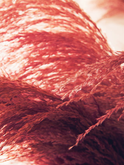 Fiori Pink Stem Pampas Grass