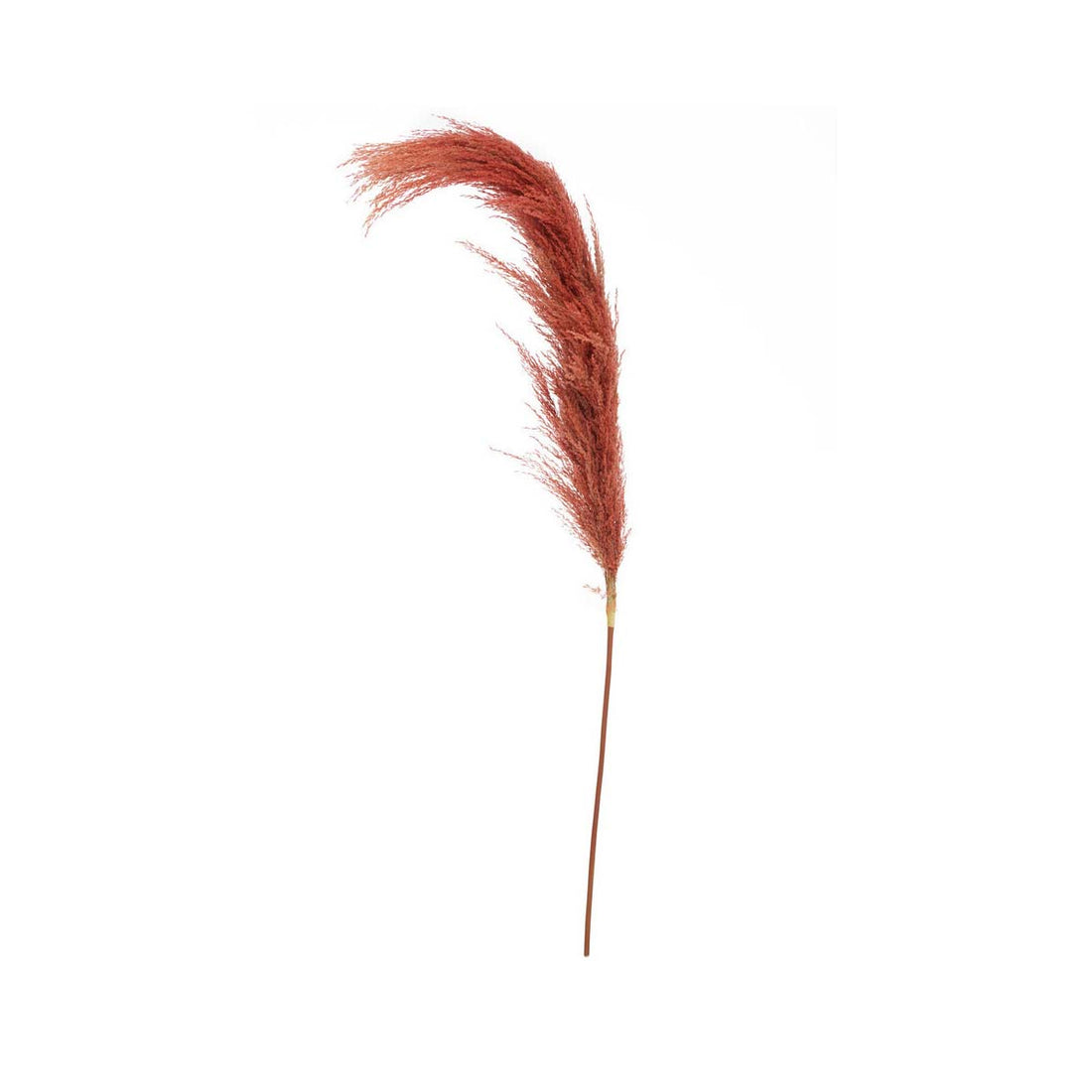 Fiori Pampas Grass Orange Stem