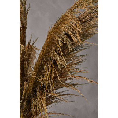 Fiori Blue Tall Pampas Grass Stem