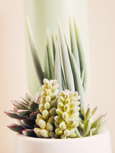 Fiori Mixed Succulents With White Ceramic Pot - image 3