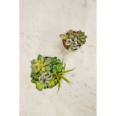 Fiori Mixed Succulents With White Ceramic Pot - image 4