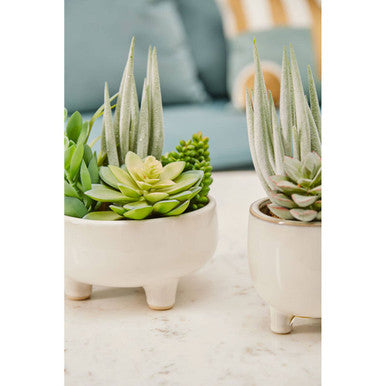 Fiori Mixed Succulents With White Ceramic Pot - image 5