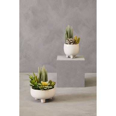 Fiori Mixed Succulents With White Ceramic Pot - image 8