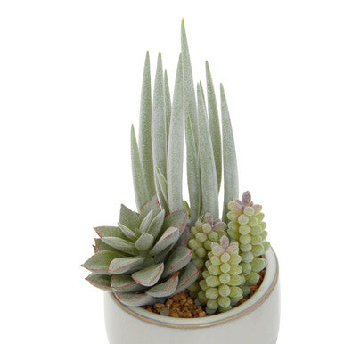 Fiori Mixed Succulents With White Ceramic Pot - image 9