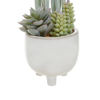 Fiori Mixed Succulents With White Ceramic Pot - image 10