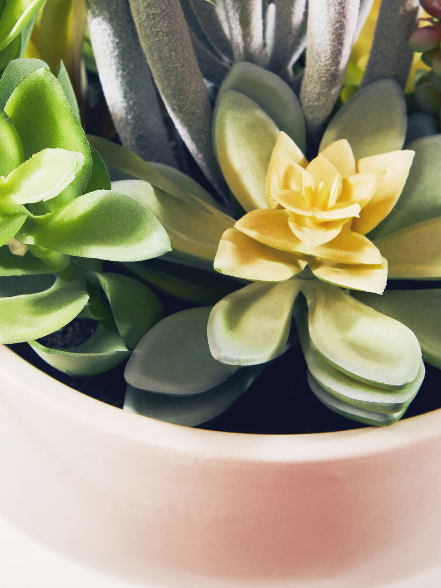 Fiori Mixed Succulents In Large Ceramic Pot