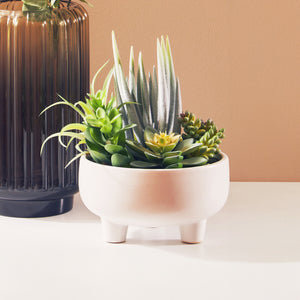 Mixed Succulents in Large Ceramic Pot | Fiori