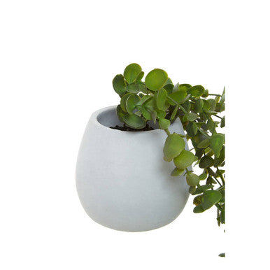 Fiori Trailing Ivy
