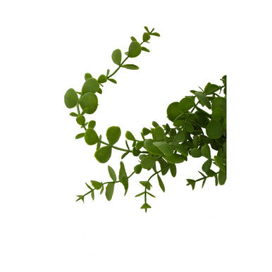 Fiori Trailing Ivy