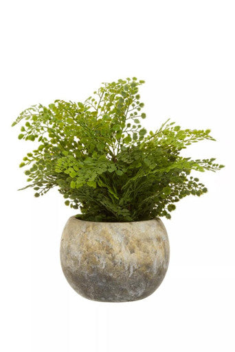 Fiori Fern With Cement Pot