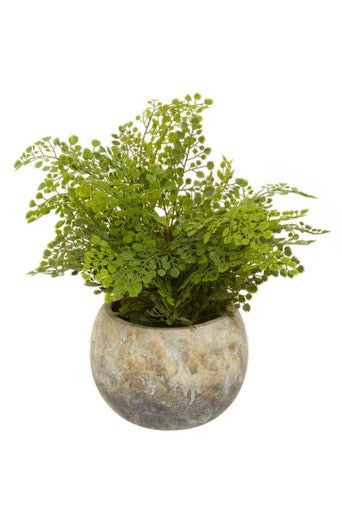 Fiori Fern With Cement Pot