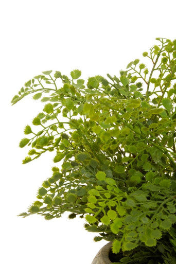 Fiori Fern With Cement Pot
