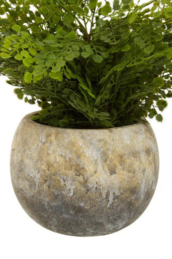 Fiori Fern With Cement Pot