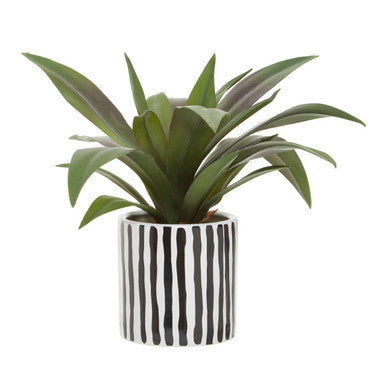 Fiori Agave In Ceramic Pot