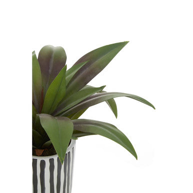 Fiori Agave In Ceramic Pot