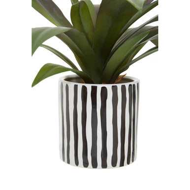 Fiori Agave In Ceramic Pot - image 9