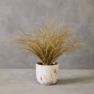 Fiori Grass Plant in a Pot