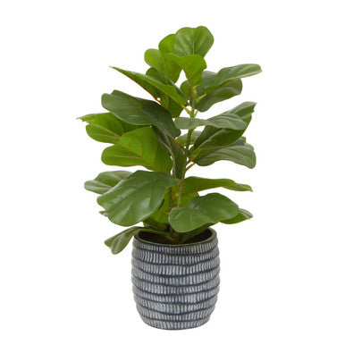 Fiori Ficus Plant in a Pot