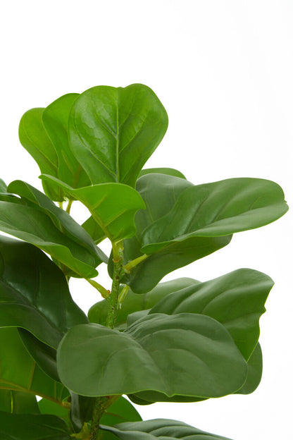 Fiori Ficus Plant in a Pot