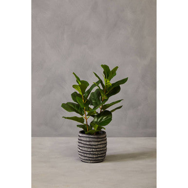 Fiori Ficus Plant in a Pot