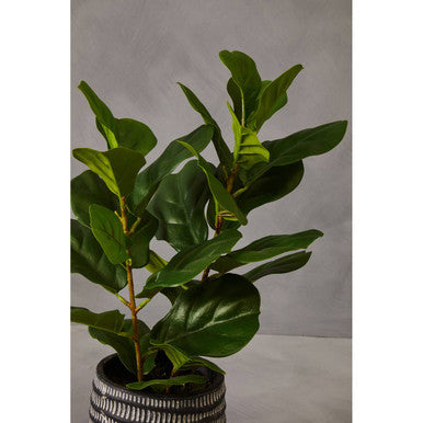 Fiori Ficus Plant in a Pot