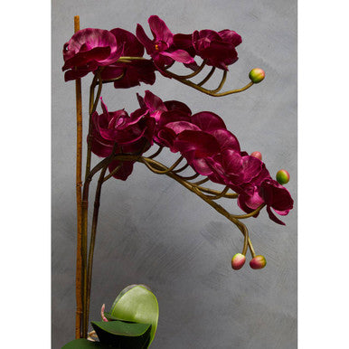 Fiori Aubergine Orchid Plant