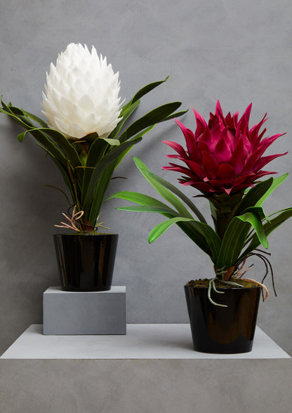 Fiori White Tropical Plant