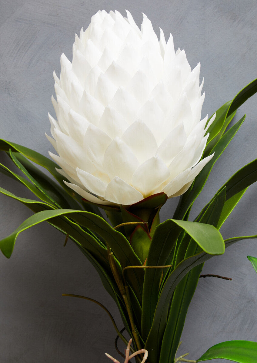 Fiori White Tropical Plant