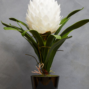 White Tropical Plant in Black Pot | Fiori
