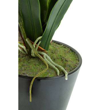 Fiori White Tropical Plant in Black Pot