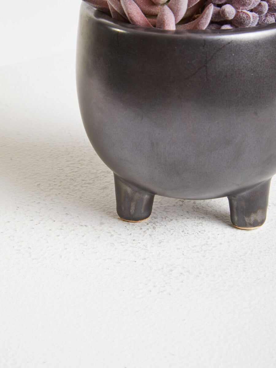 Fiori Mixed Succulents In Ceramic Pot