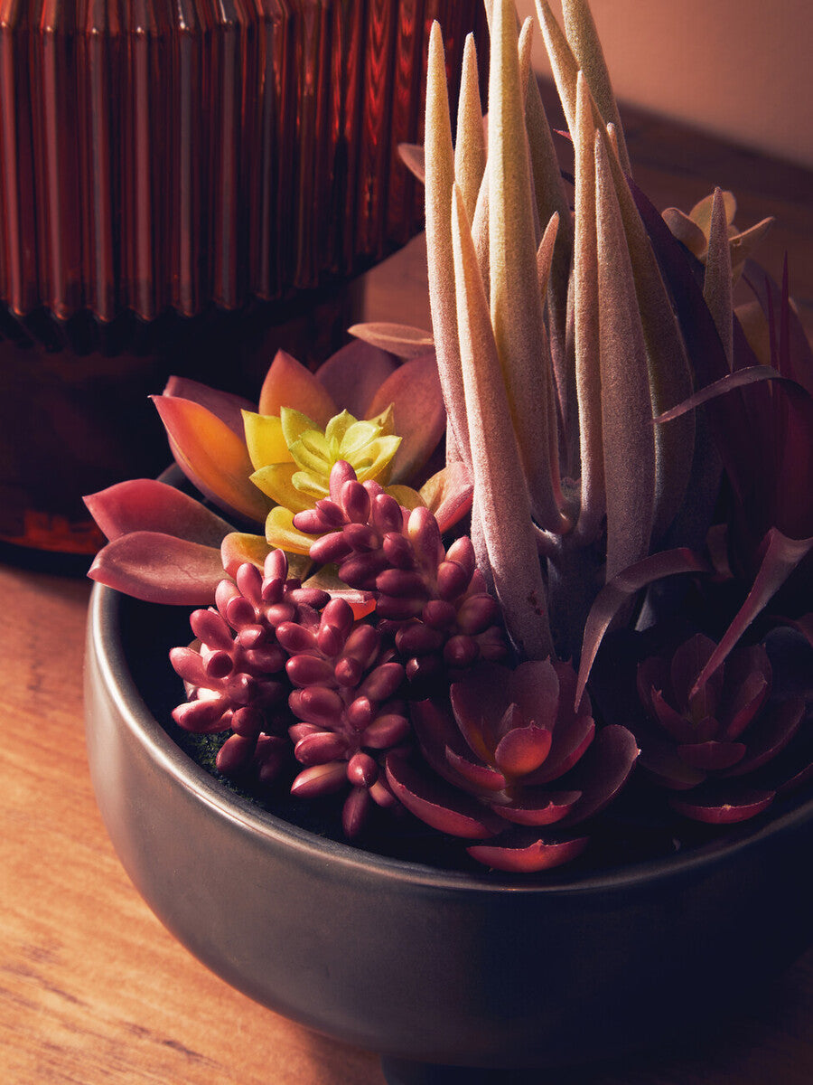 Fiori Mixed Succulents In Grey Ceramic Pot