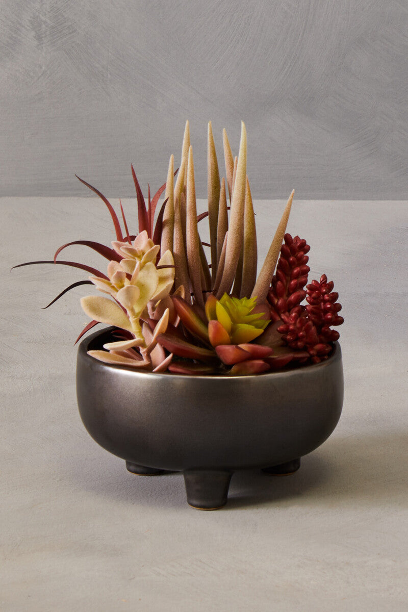 Fiori Mixed Succulents In Grey Ceramic Pot