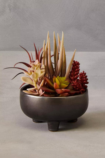 Fiori Mixed Succulents In Grey Ceramic Pot