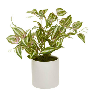 Fiori Inch Plant