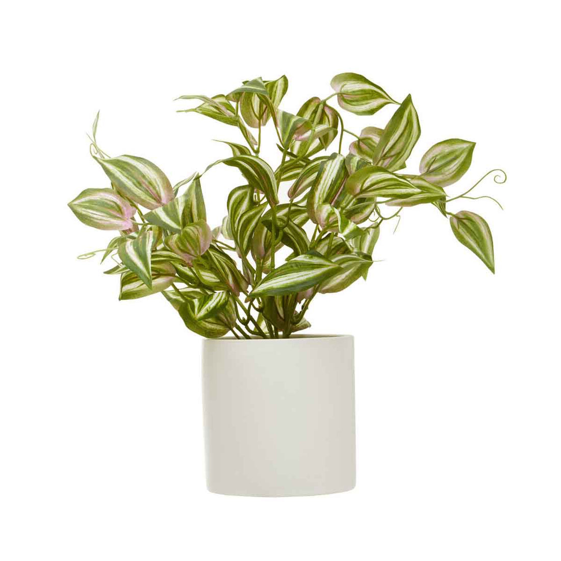 Fiori Inch Plant