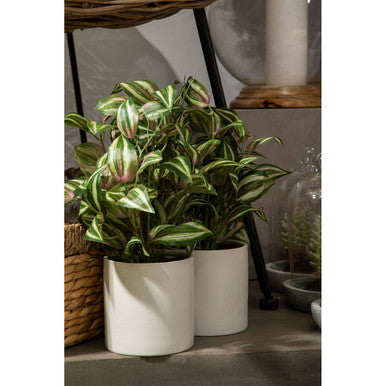 Fiori Inch Plant - image 4