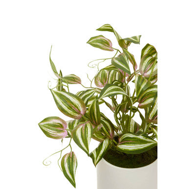 Fiori Inch Plant - image 8