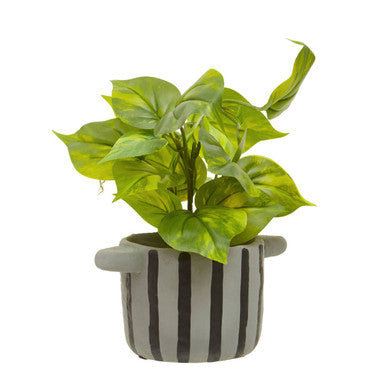 Fiori Devils Ivy