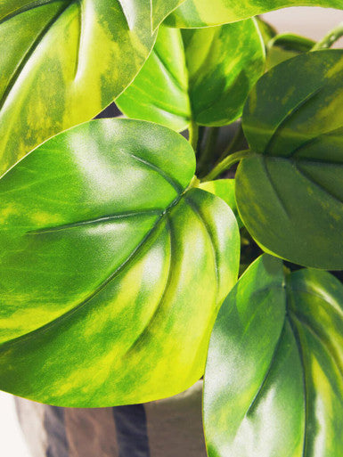 Fiori Devils Ivy