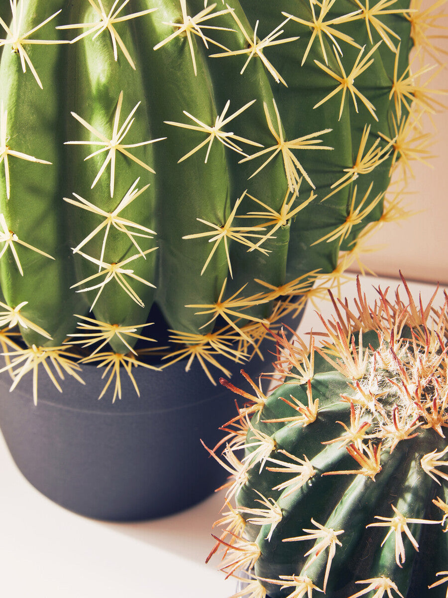 Fiori Cactus
