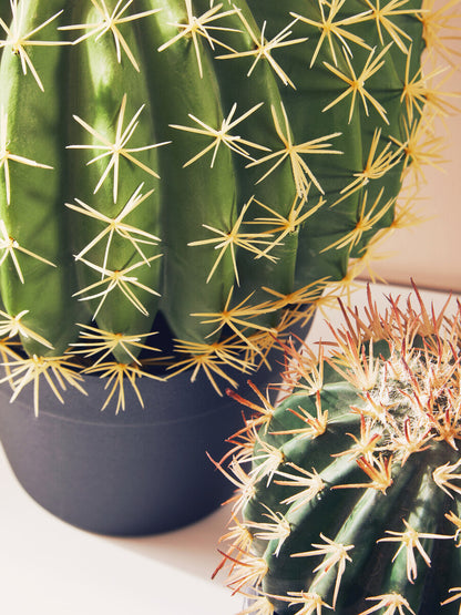 Fiori Cactus