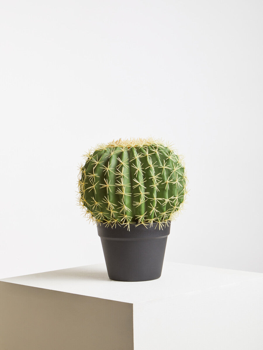 Fiori Round Cactus in Pot