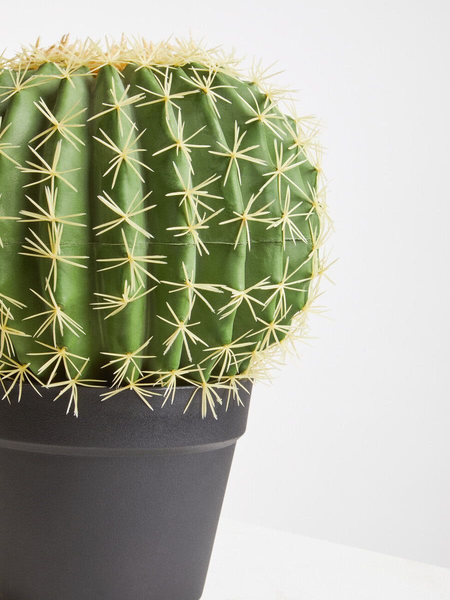 Fiori Round Cactus in Pot